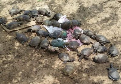 Zalar turtle lake conservation